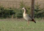 Nilgans