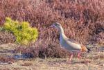 Nilgans