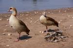 Nilgänse (01)