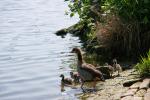 Nilgänse (03)