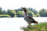 Nilgänse (04)