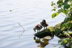 Nilgänse (05)