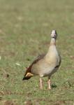 Nilgans guckt