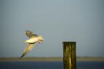 Möwe auf Norderney