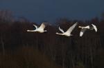 Schwäne im Flug