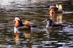 Mandarinenenten-Trio auf dem Carolasee