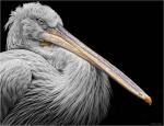 pelicanus
