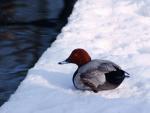 Red Eyed Duck