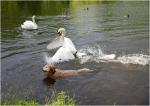 Schwan vs. Hund