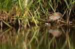 Wasserralle mit Beute