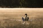 Schwan im Morgennebel