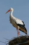 Storch