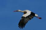 Storch