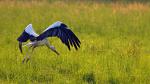 Storch 2