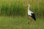 Storch