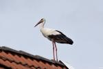 Storch