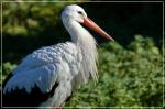 Storch