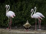 Flamingos und Nilgans