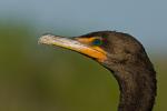 Kormoran im Abendlicht