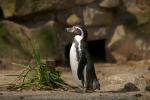 Pingu Zoo Dortmund