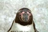 Pinguin