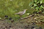 Some Sandpiper