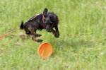 Rauhaardackel "Biene" beim Frisbeespiel