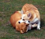 Corgis