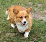 Corgis 2