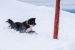 Stella im Schnee