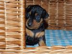 Zwergpinscher-Welpe 3 Wochen