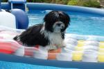 Sparky sonnt sich im Pool