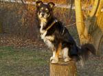 Murphy im Sonnenschein-bearbeitet