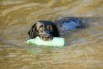 Balou beim Wassertraining