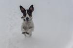 Elvis im Schnee