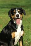 Entlebucher Sennenhund