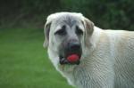 Kangal Portrait