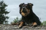 Indiana Jones - Australian Shepherd I