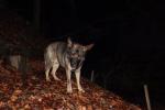 Hund bei schlechter Beleuchtung