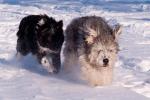 Hunde im Schnee 3
