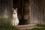 Landkatze im Zyberliland 1