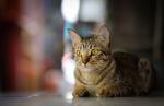 Bangkoks Katzen -I-