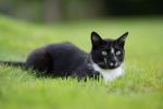 Kater mit Sony 135 1.8