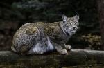 Luchs