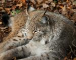 Luchs in Ruhestellung