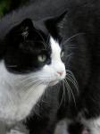 Kater Sylvester