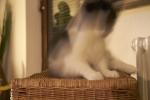 Cat in motion - three