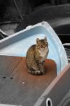 Katze auf Boot in Spot