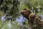 Nasenaffe im Taman Nasional Tanjung Puting