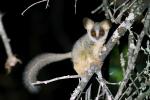 Galago (2)